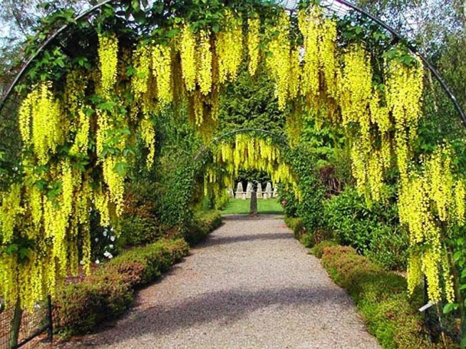 Laburnum anagyroides - Golden Chain Tree, Golden Rain Tree - Image 6