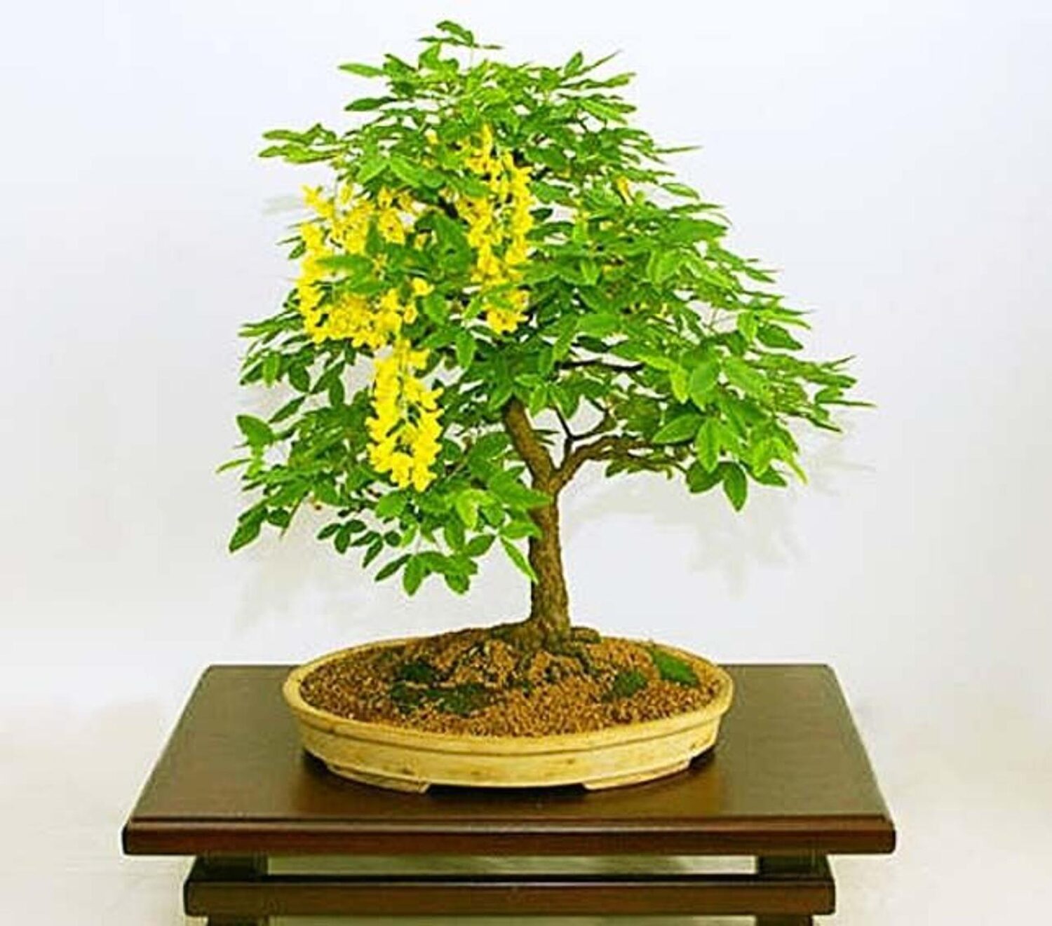 Laburnum anagyroides - Golden Chain Tree, Golden Rain Tree - Image 8