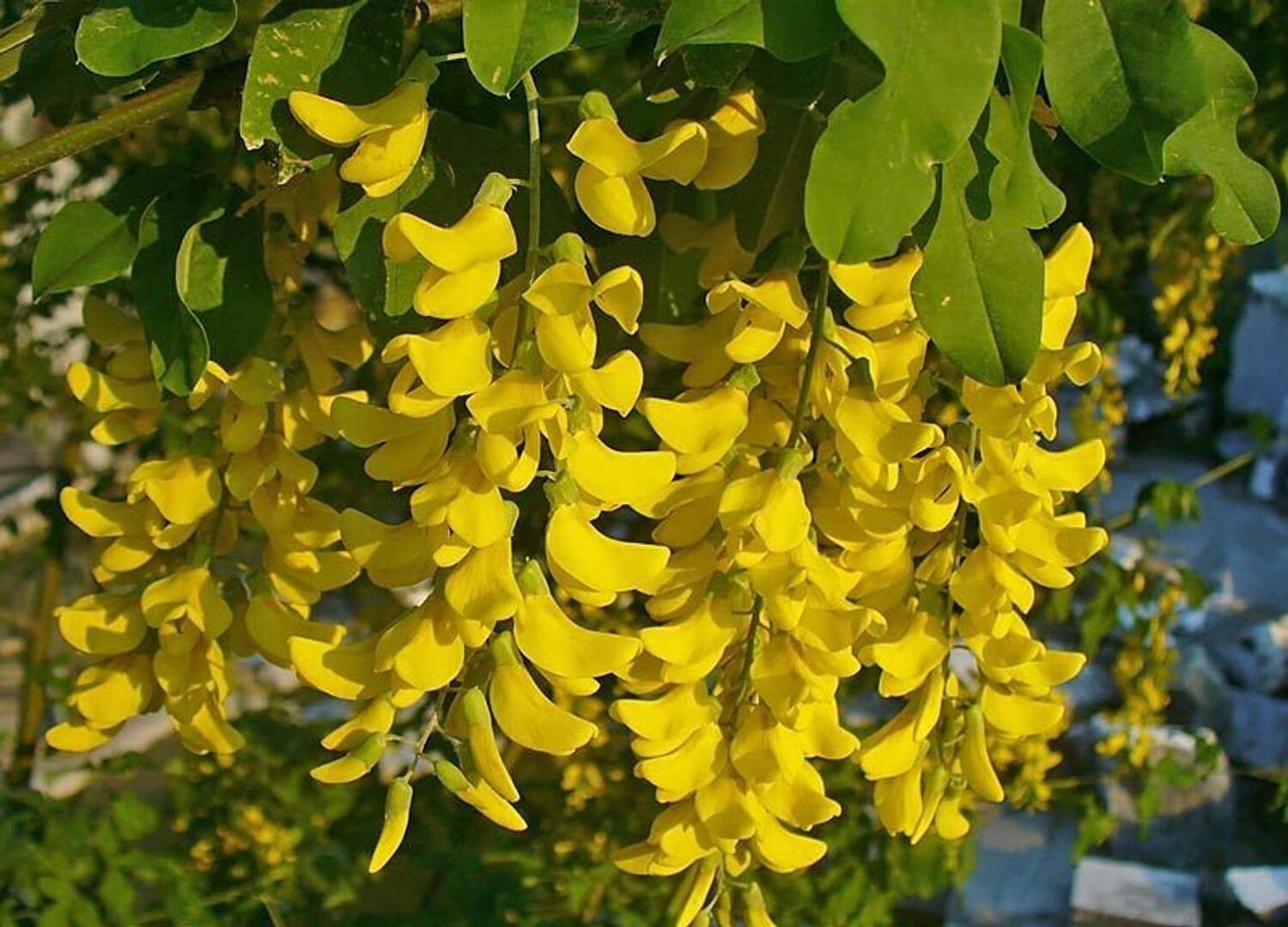 Laburnum anagyroides - Golden Chain Tree, Golden Rain Tree - Image 9