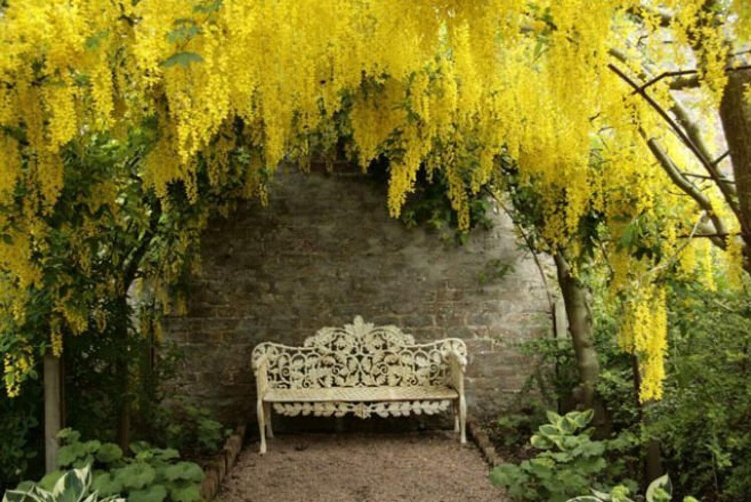 Laburnum anagyroides - Golden Chain Tree, Golden Rain Tree - Image 10