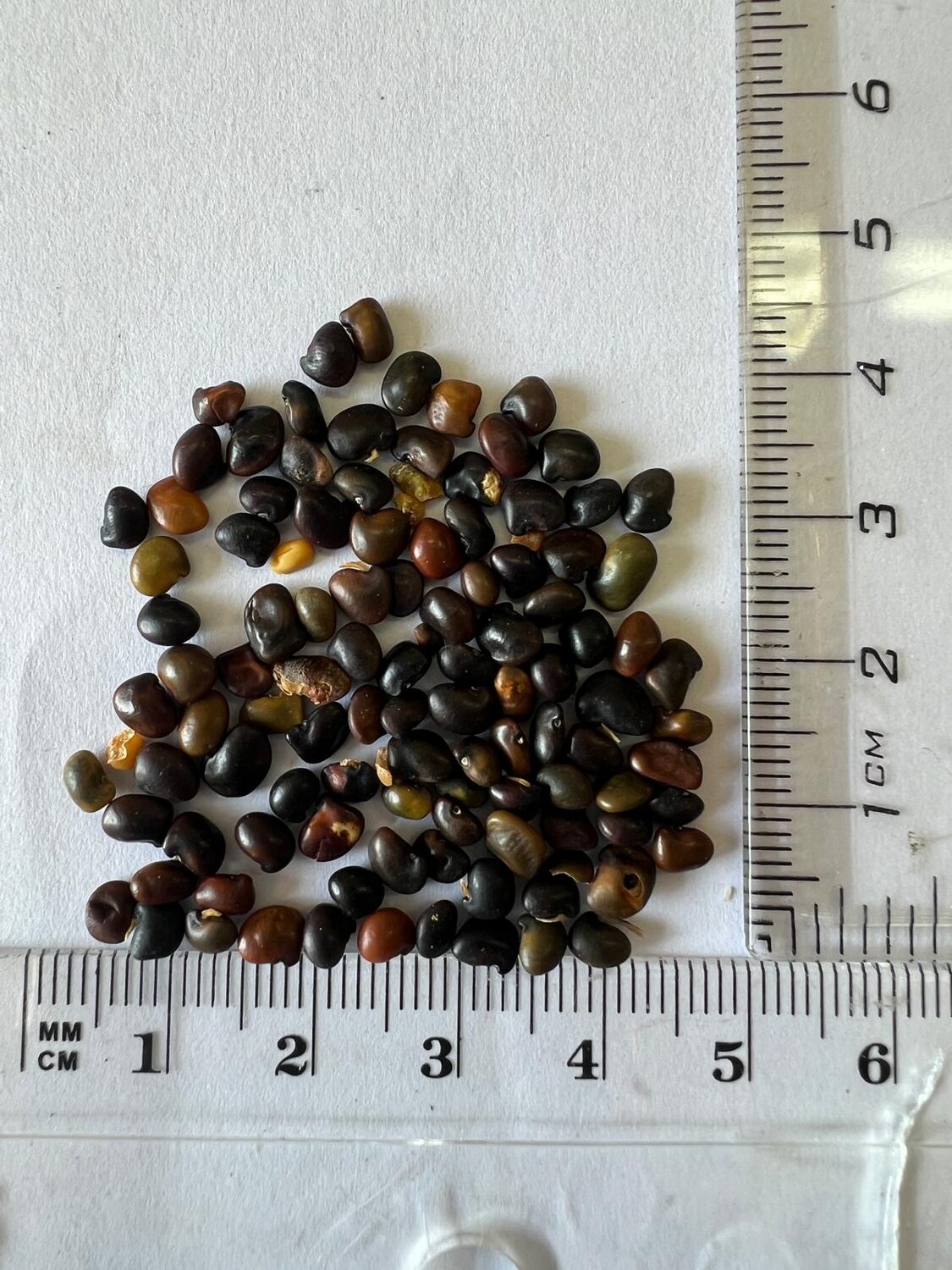 Laburnum anagyroides - Golden Chain Tree, Golden Rain Tree - Image 11