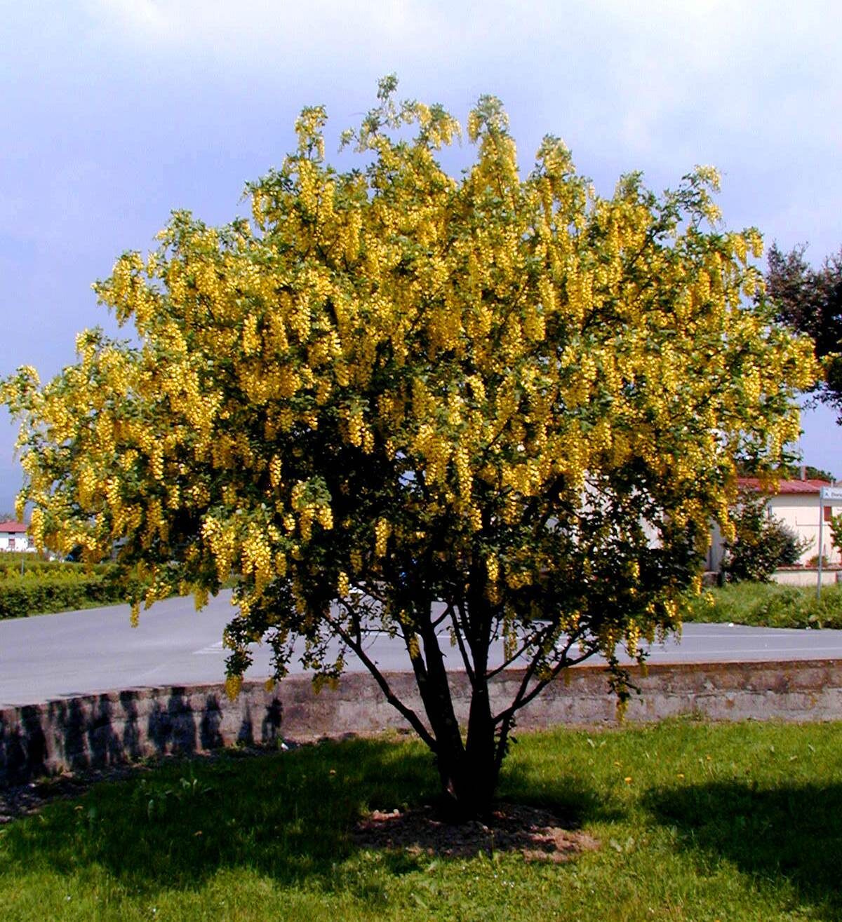 Laburnum anagyroides - Golden Chain Tree, Golden Rain Tree - Image 12