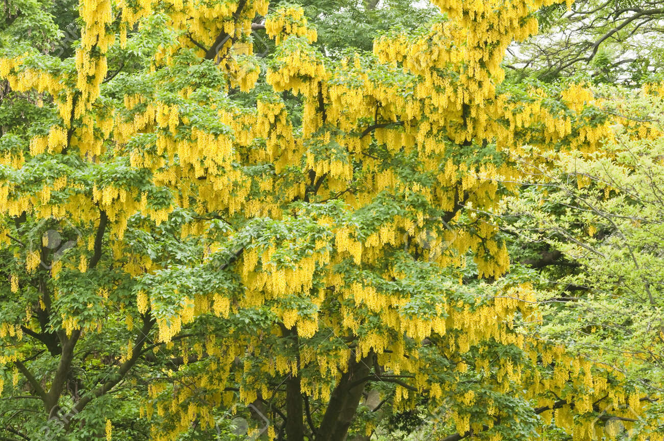 Laburnum anagyroides - Golden Chain Tree, Golden Rain Tree - Image 14