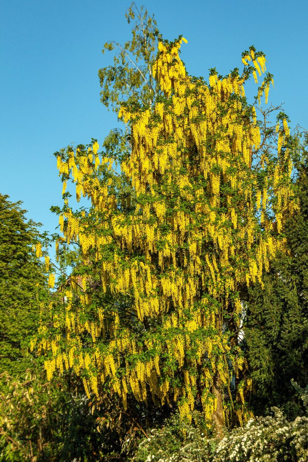 Laburnum anagyroides - Golden Chain Tree, Golden Rain Tree - Image 15