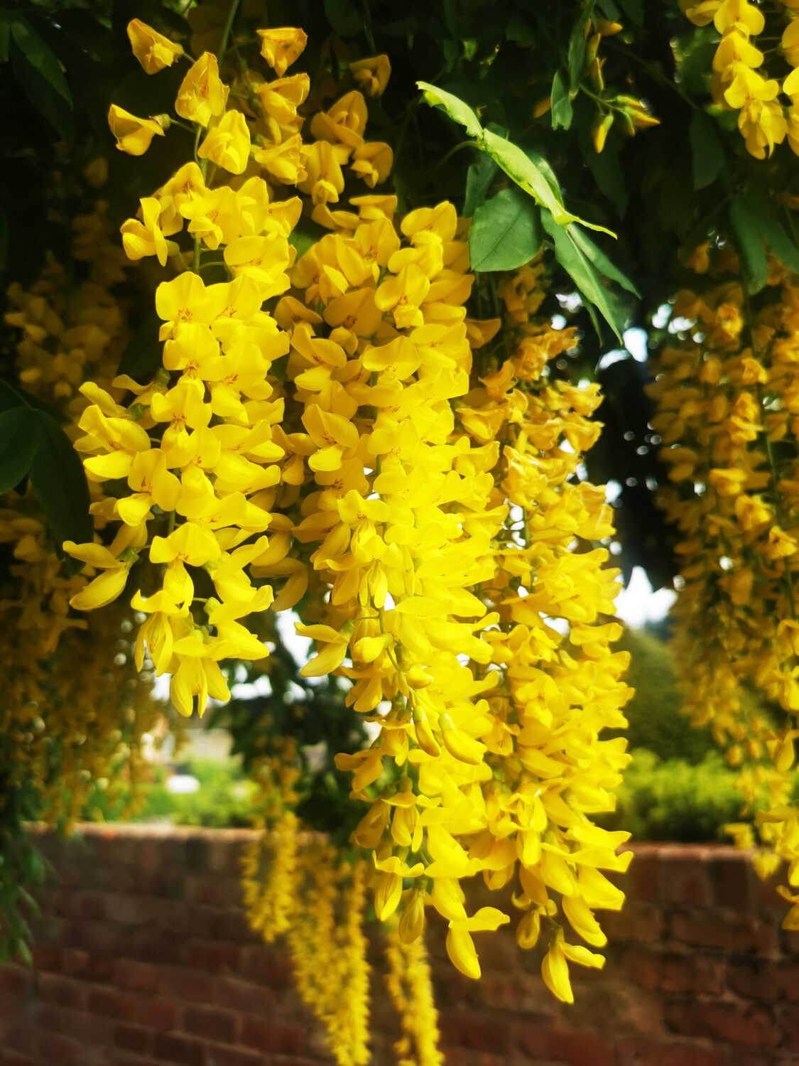 Laburnum anagyroides - Golden Chain Tree, Golden Rain Tree - Image 16
