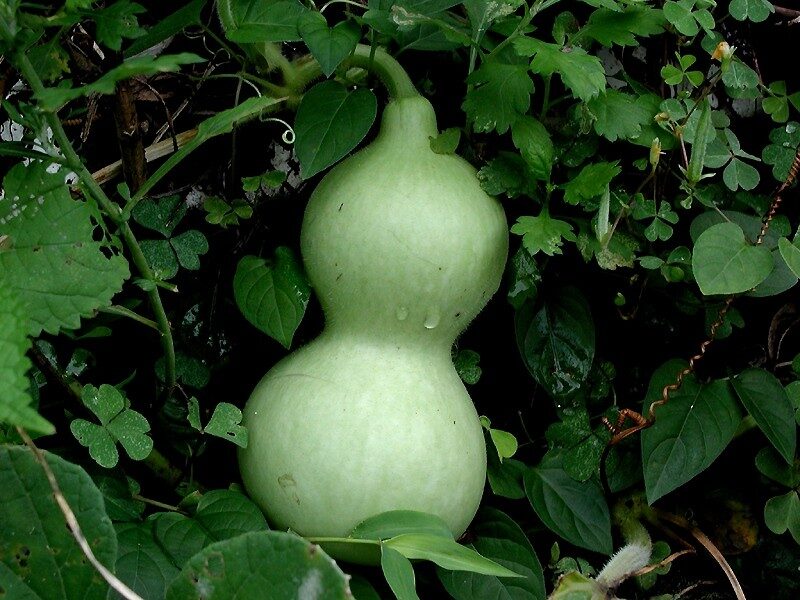 Lagenaria siceraria - Bottle Gourd, Calabash, White-flowered Gourd - Image 2