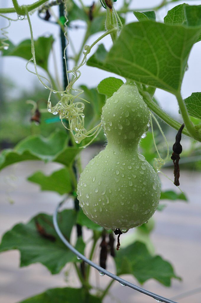 Lagenaria siceraria - Bottle Gourd, Calabash, White-flowered Gourd - Image 4