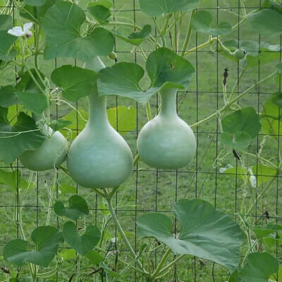 Lagenaria siceraria - Bottle Gourd, Calabash, White-flowered Gourd