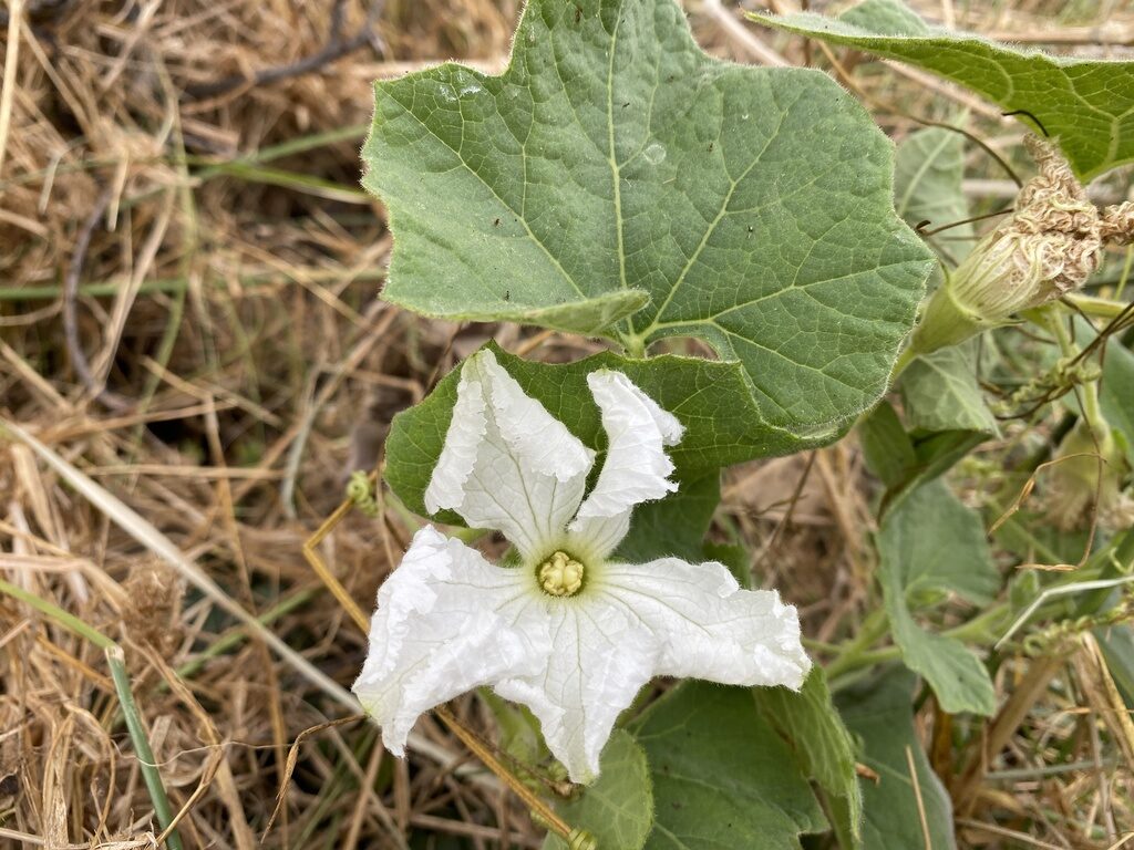 Lagenaria siceraria - Bottle Gourd, Calabash, White-flowered Gourd - Image 6
