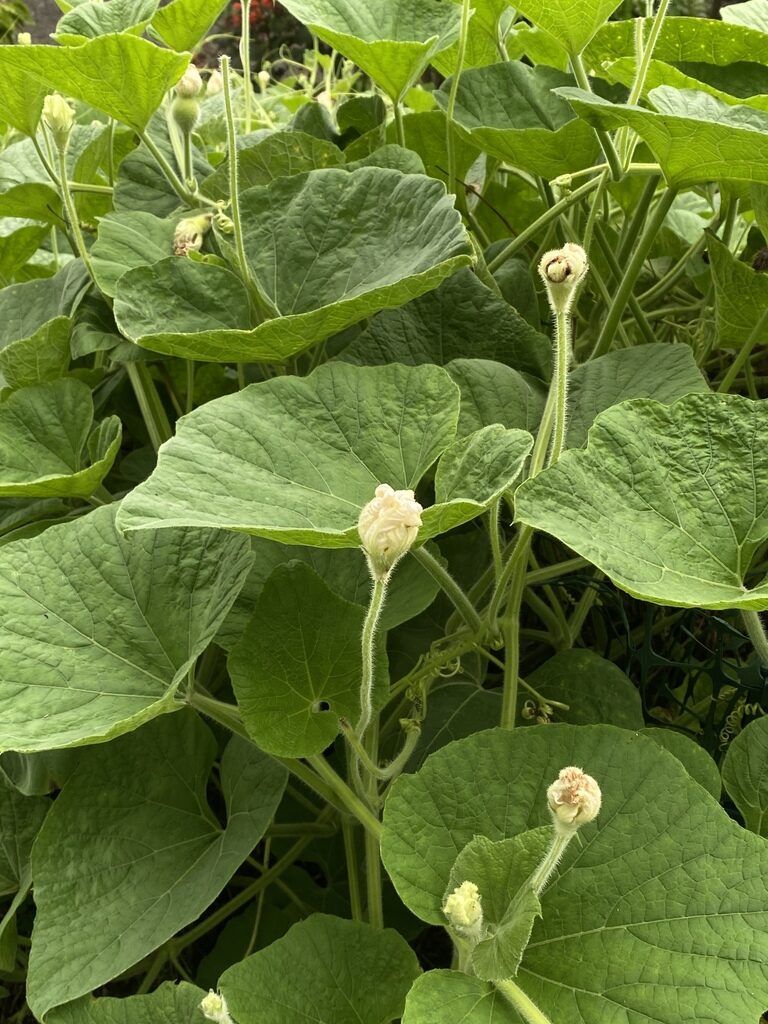 Lagenaria siceraria - Bottle Gourd, Calabash, White-flowered Gourd - Image 7