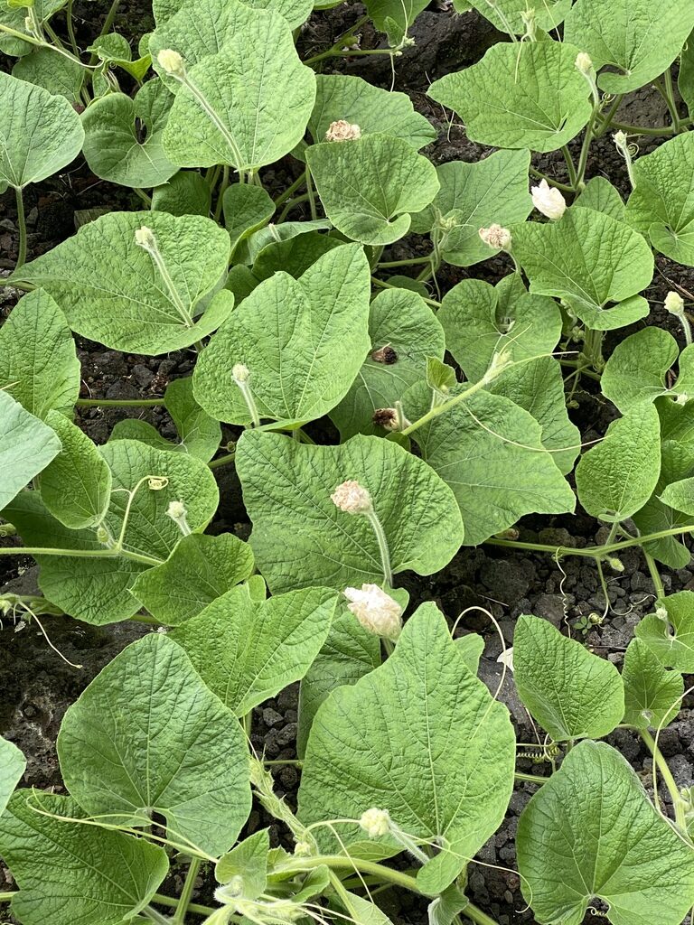 Lagenaria siceraria - Bottle Gourd, Calabash, White-flowered Gourd - Image 8