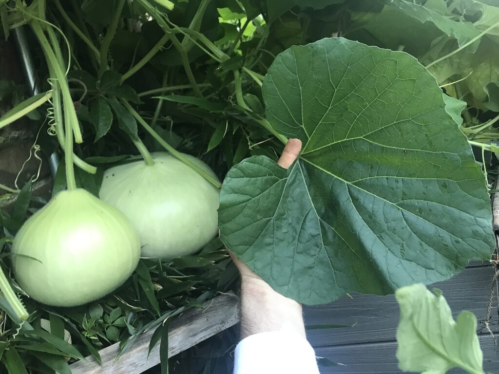 Lagenaria siceraria - Bottle Gourd, Calabash, White-flowered Gourd - Image 10