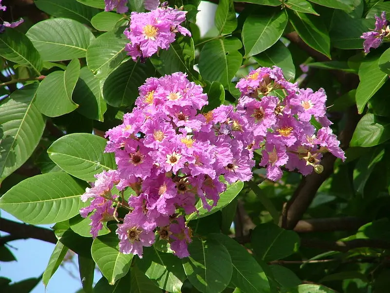 Lagerstroemia speciosa 'Purple' - Queen Flower, Banaba, Pyinma, Bungur Raya, Bungor Raya, Bungor, Pride of India - Image 2