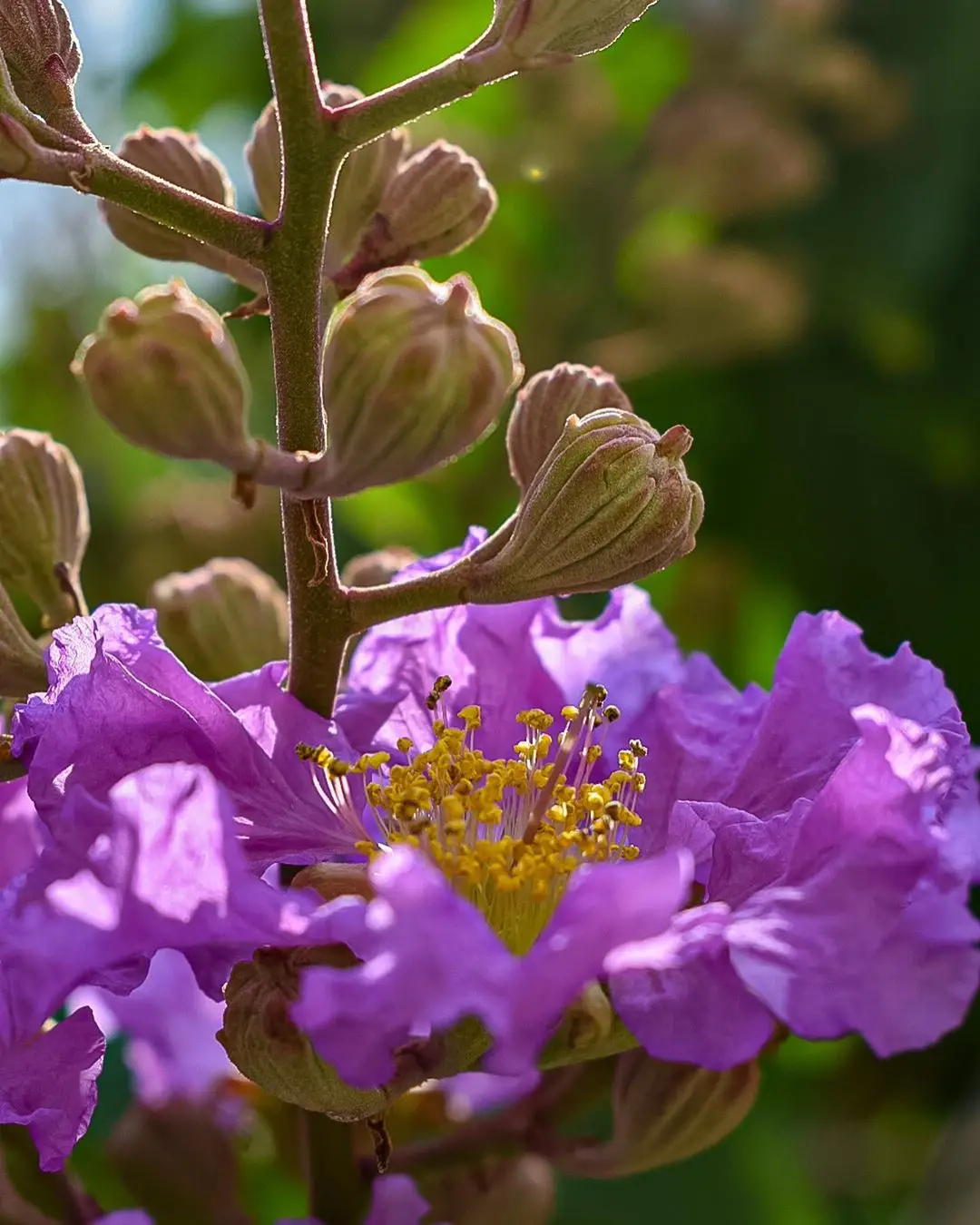 Lagerstroemia speciosa 'Purple' - Queen Flower, Banaba, Pyinma, Bungur Raya, Bungor Raya, Bungor, Pride of India - Image 3