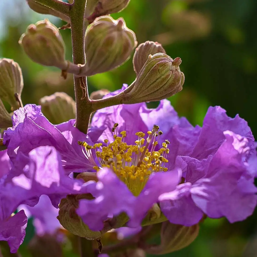 Lagerstroemia speciosa 'Purple' - Queen Flower, Banaba, Pyinma, Bungur Raya, Bungor Raya, Bungor, Pride of India - Image 4