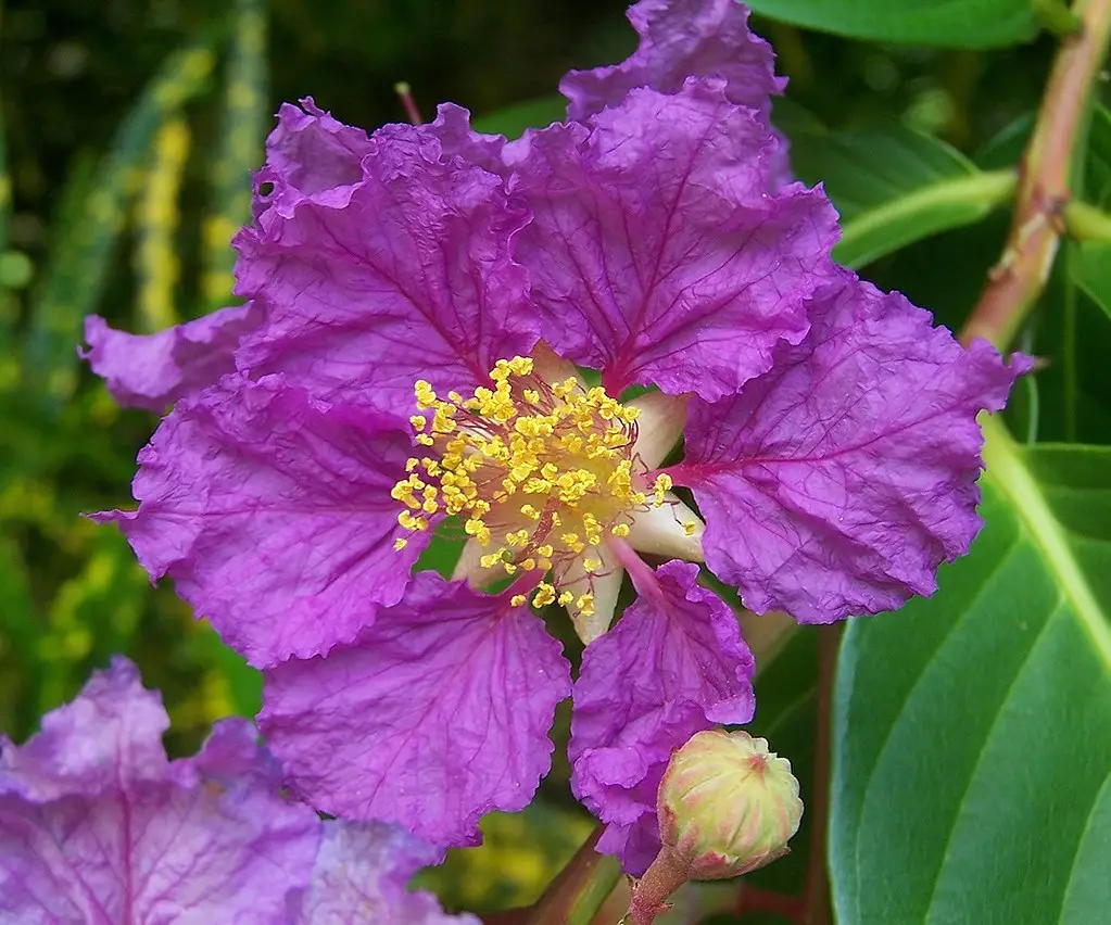 Lagerstroemia speciosa 'Purple' - Queen Flower, Banaba, Pyinma, Bungur Raya, Bungor Raya, Bungor, Pride of India
