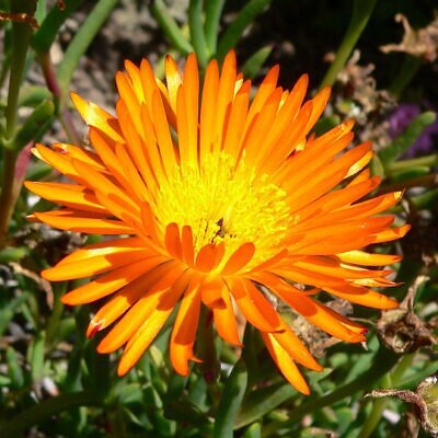 Lampranthus aureus - Orange ice plant, Golden ice plant