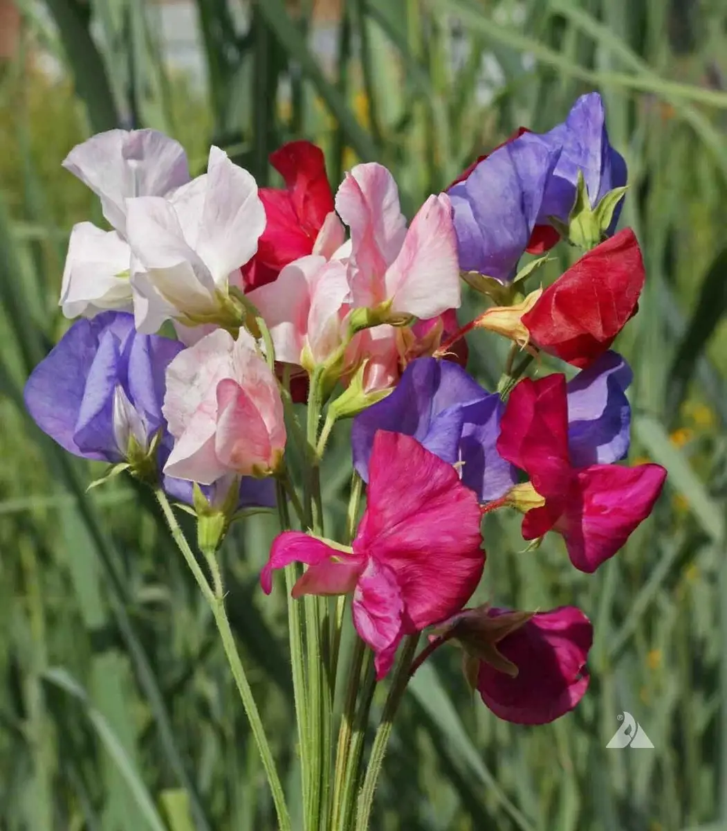 Lathyrus odoratus 'Cupid' Mixed - Dwarf Sweet Pea - Image 2