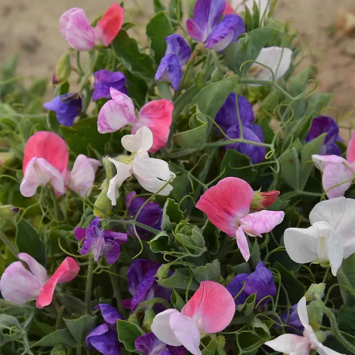 Lathyrus odoratus 'Cupid' Mixed - Dwarf Sweet Pea - Image 4