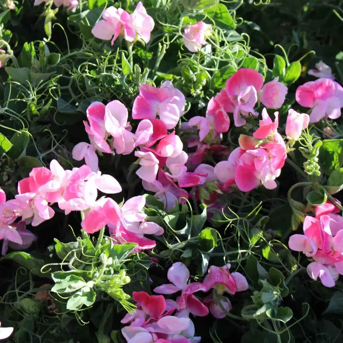 Lathyrus odoratus 'Cupid' Mixed - Dwarf Sweet Pea - Image 6