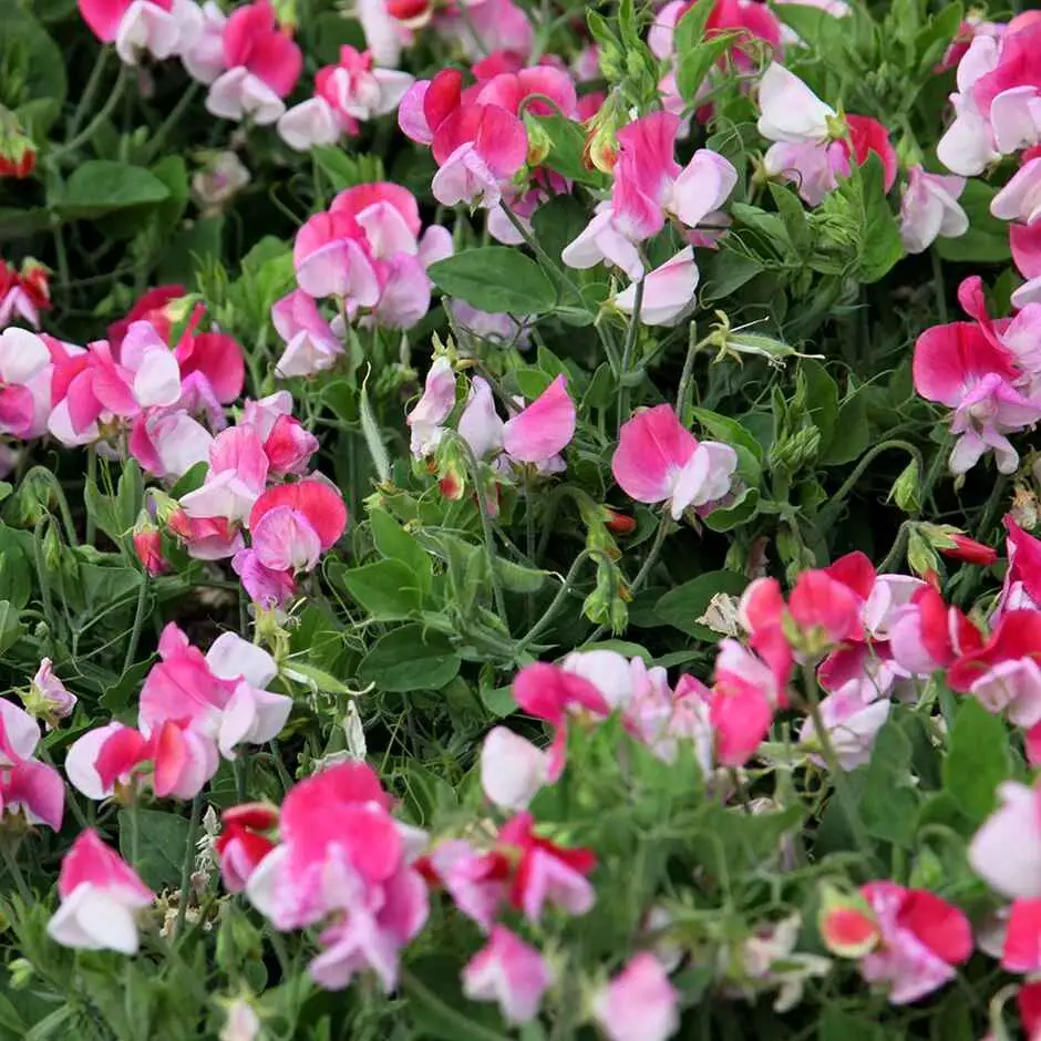 Lathyrus odoratus 'Cupid' Mixed - Dwarf Sweet Pea - Image 7