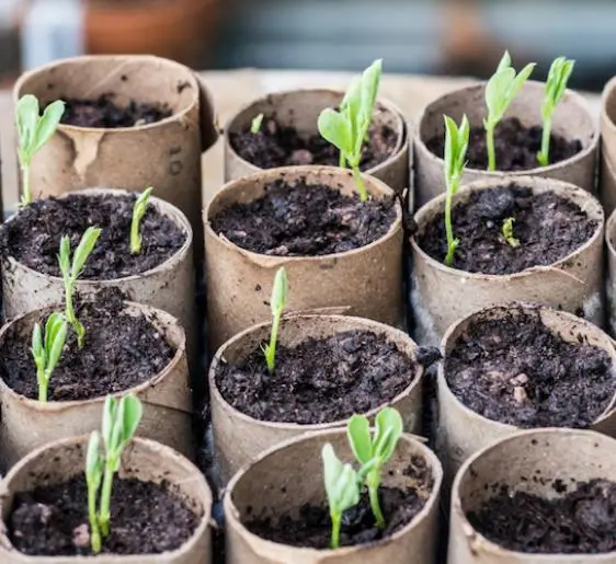 Lathyrus odoratus 'Cupid' Mixed - Dwarf Sweet Pea - Image 8