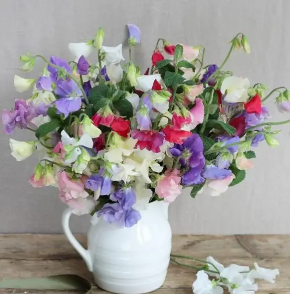Lathyrus odoratus 'Cupid' Mixed - Dwarf Sweet Pea - Image 9