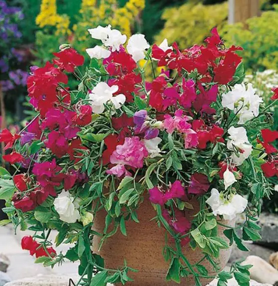 Lathyrus odoratus 'Cupid' Mixed - Dwarf Sweet Pea - Image 10