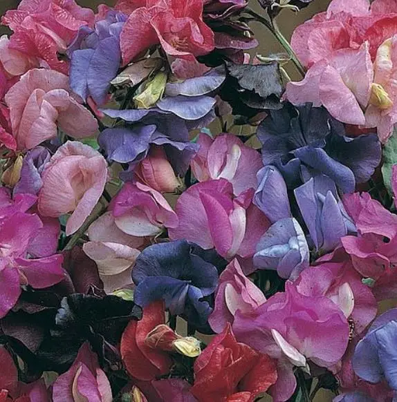 Lathyrus odoratus 'Cupid' Mixed - Dwarf Sweet Pea - Image 12