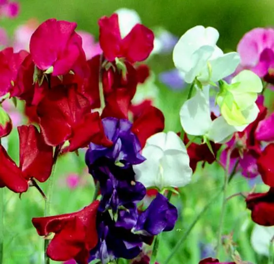 Lathyrus odoratus 'Cupid' Mixed - Dwarf Sweet Pea - Image 14
