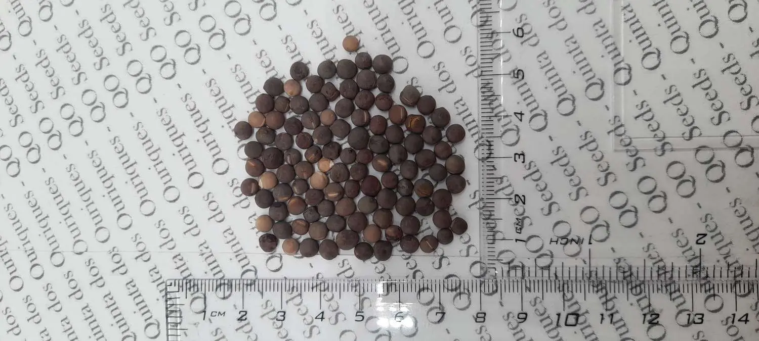 Lathyrus odoratus 'Cupid' Mixed - Dwarf Sweet Pea - Image 15