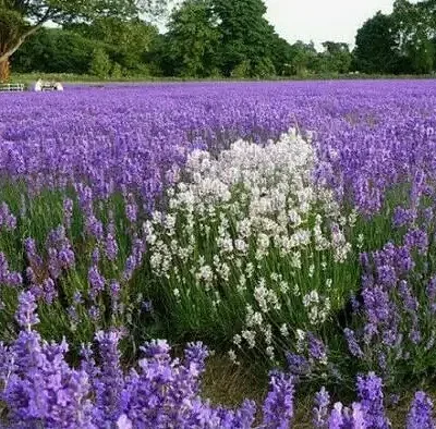 Lavandula angustifolia subsp. angustifolia - Lavender, English Lavender, Lavender