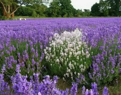 Lavandula angustifolia subsp. angustifolia - Lavender, English Lavender, Lavender