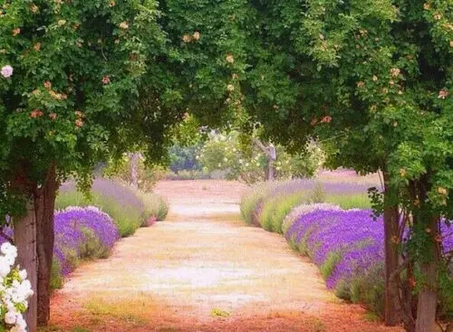 Lavandula angustifolia subsp. angustifolia - Lavender, English Lavender, Lavender - Image 2