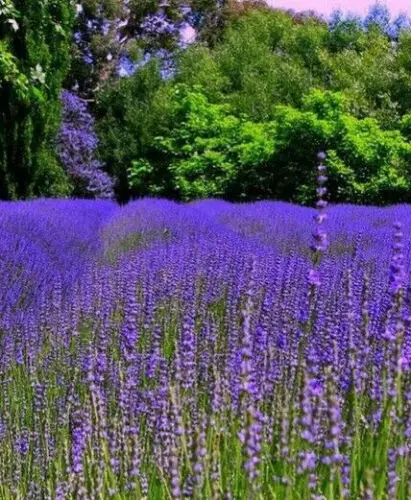 Lavandula angustifolia subsp. angustifolia - Lavender, English Lavender, Lavender - Image 7