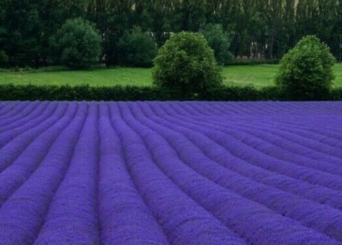 Lavandula angustifolia subsp. angustifolia - Lavender, English Lavender, Lavender - Image 8