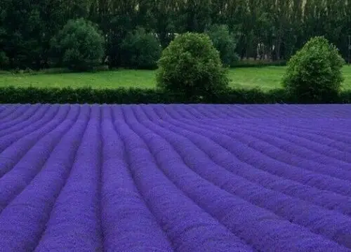Lavandula angustifolia subsp. angustifolia - Lavender, English Lavender, Lavender - Image 8