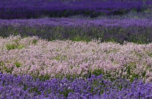 Lavandula angustifolia subsp. angustifolia - Lavender, English Lavender, Lavender - Image 9