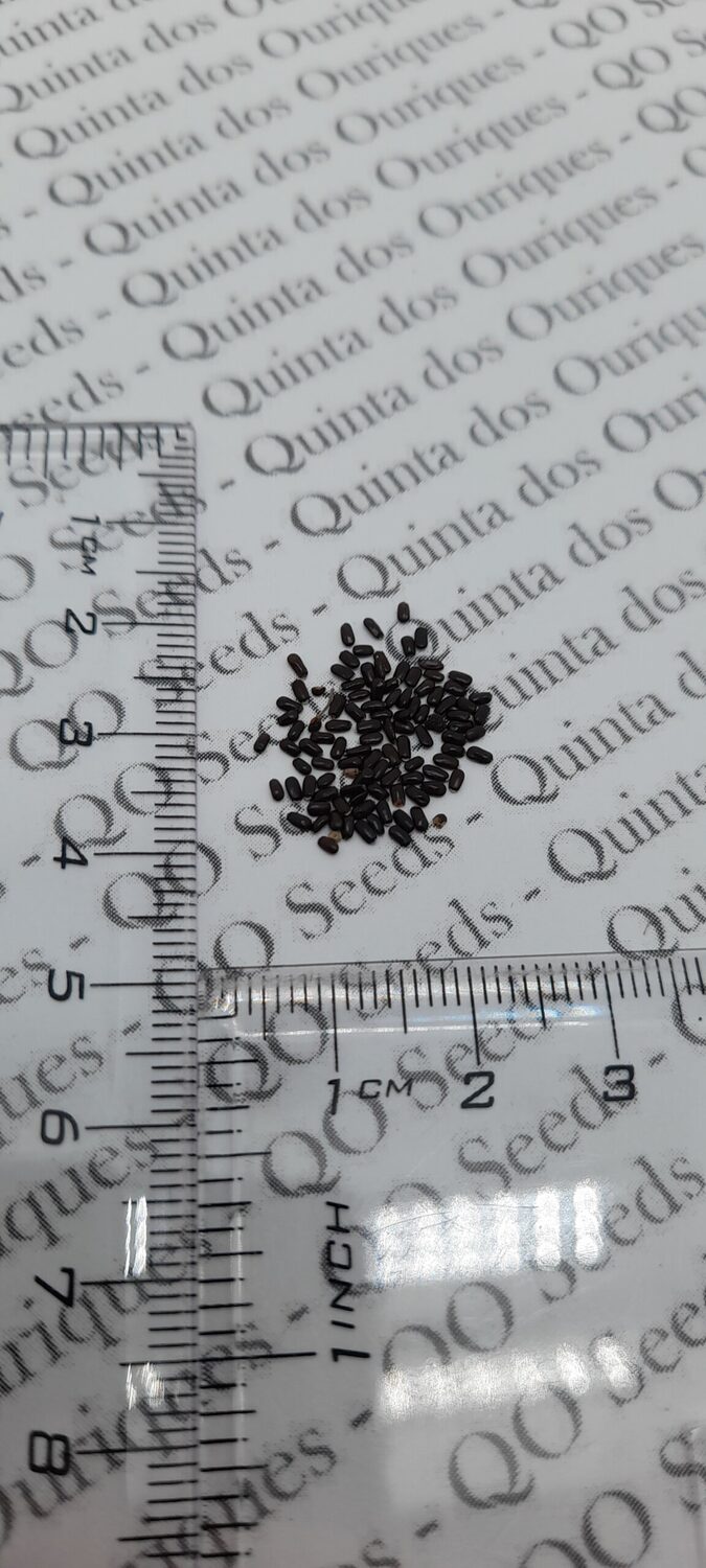 Lavandula angustifolia subsp. angustifolia - Lavender, English Lavender, Lavender - Image 10