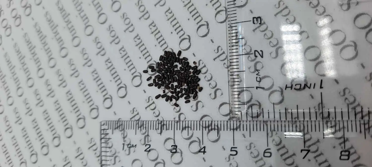 Lavandula angustifolia subsp. angustifolia - Lavender, English Lavender, Lavender - Image 10