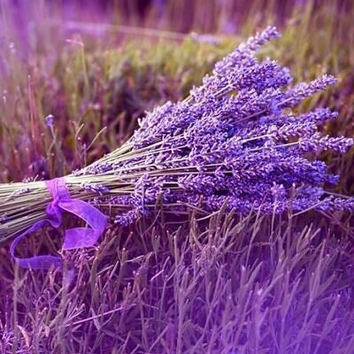 Lavandula dentata var. dentata 'Royal Crown' - Lavender, french lavender, royal crown toothpaste