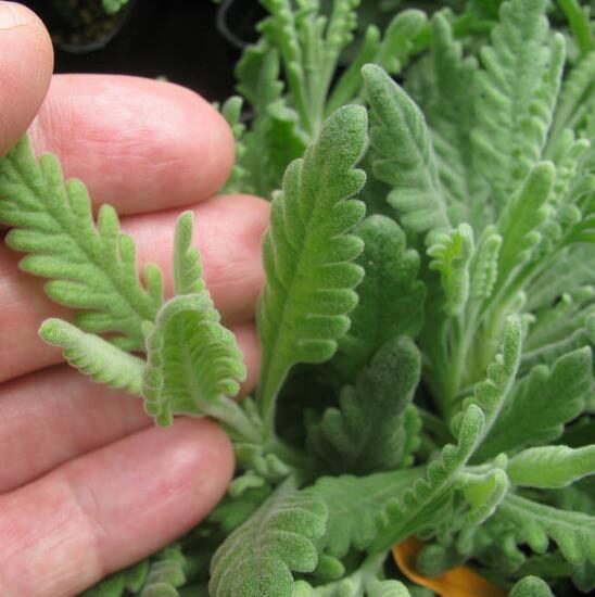Lavandula dentata var. dentata 'Royal Crown' - Lavender, french lavender, royal crown toothpaste - Image 2