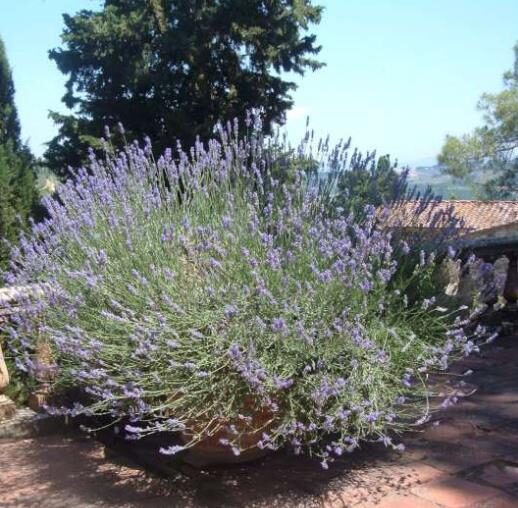 Lavandula dentata var. dentata 'Royal Crown' - Lavender, french lavender, royal crown toothpaste - Image 3