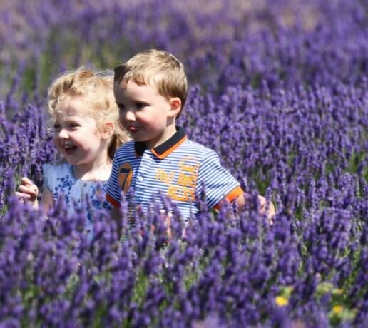Lavandula dentata var. dentata 'Royal Crown' - Lavender, french lavender, royal crown toothpaste - Image 4