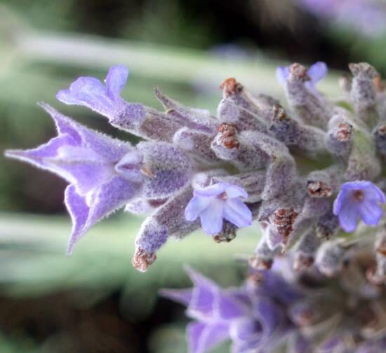 Lavandula dentata var. dentata 'Royal Crown' - Lavender, french lavender, royal crown toothpaste - Image 5