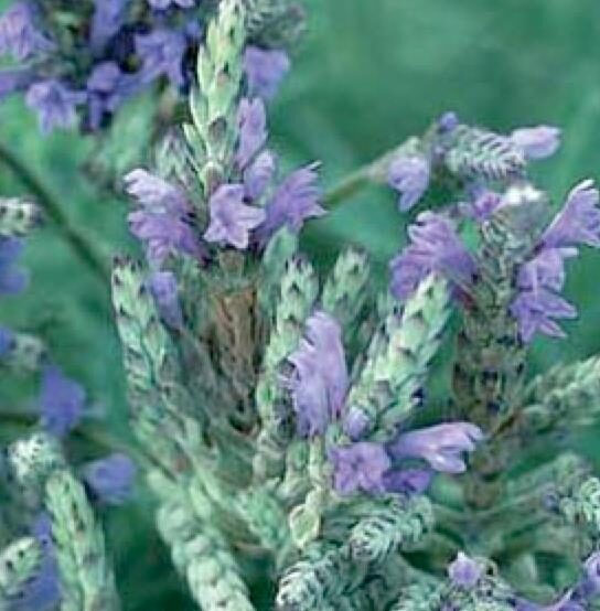 Lavandula dentata var. dentata 'Royal Crown' - Lavender, french lavender, royal crown toothpaste - Image 6