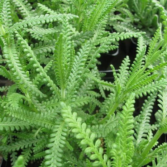 Lavandula dentata var. dentata 'Royal Crown' - Lavender, french lavender, royal crown toothpaste - Image 7