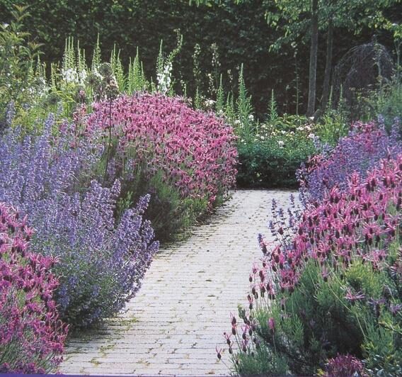 Lavandula dentata var. dentata 'Royal Crown' - Lavender, french lavender, royal crown toothpaste - Image 8