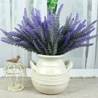 Lavandula lanata 'Boiss' / Lavandula tomentosa - Woolly Lavender