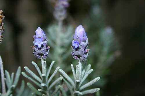 Lavandula lanata 'Boiss' / Lavandula tomentosa - Woolly Lavender - Image 2